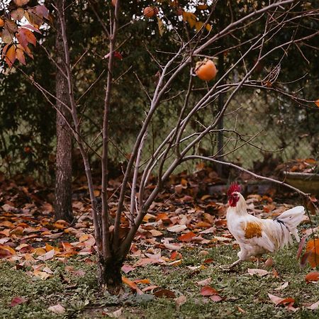 Locanda Acetaia Malagoli Daniele Castelfranco Emilia Exteriér fotografie